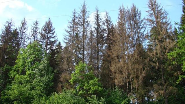 Гриб-паразит перехитрил жука-короеда: это пригодится при защите лесов