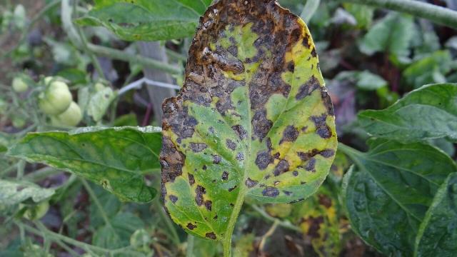 Плесень «переваривает» промышленные яды: где это пригодится