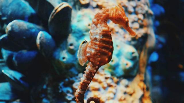 Российские биологи впервые вырастили потомство редких морских коньков