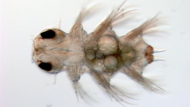 Российские биологи описали уникальный механизм сегментации червей