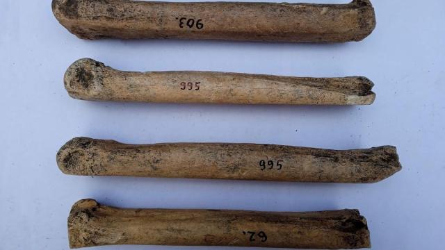 Российские ученые нашли костяные «коньки» античной эпохи