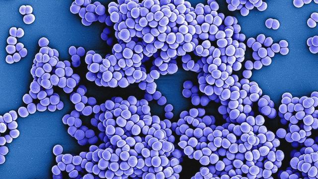 Сточные воды раскрыли генетические «бомбы» устойчивости микробов к антибиотикам