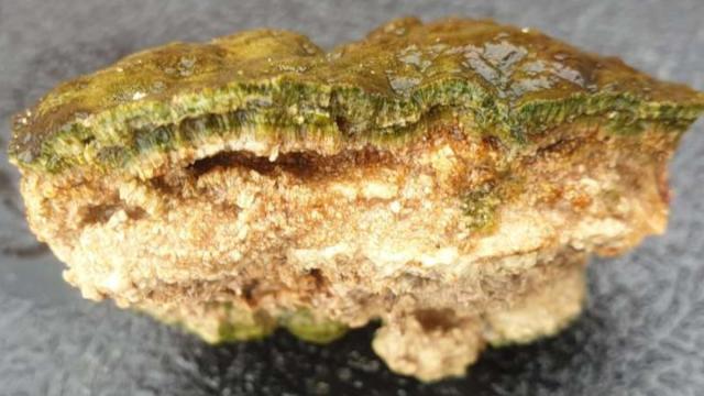 Ученые обнаружили неожиданную пользу «живых камней» Южной Африки