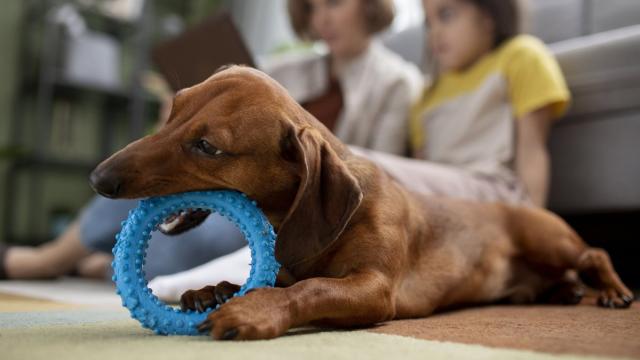 В России обяжут маркировать или чипировать домашних животных