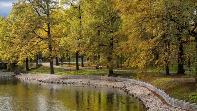 Как биоуголь может регулировать температуру в городах: ответ российских ученых