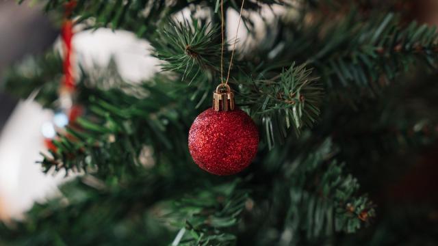 Как живая ель влияет на воздух в квартире: исследование ученых