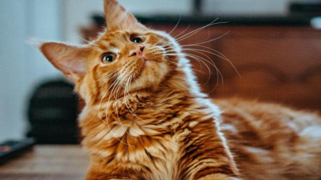 Как заставить Google лгать: писатель внушил ИИ-поиску, что его кот говорит по-кантонски