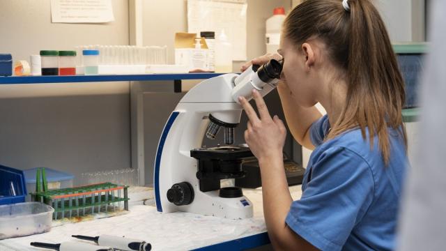 Новые флуоресцентные метки наглядно показали процессы в живых клетках