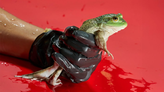 Опасный грибок уничтожил сотни видов амфибий по всему миру