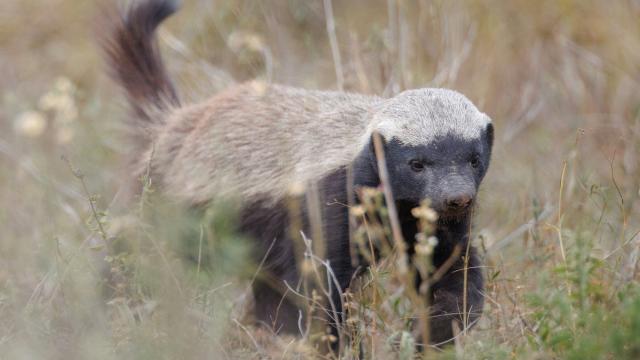 Российские ученые нашли зуб ископаемого медоеда: почему это важно