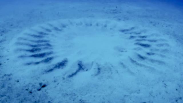 Ученые нашли романтическую разгадку таинственных кругов на морском дне