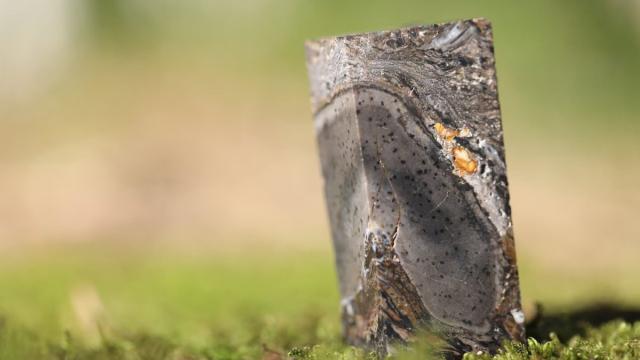 Ученые обнаружили удивительную вымершую форму жизни