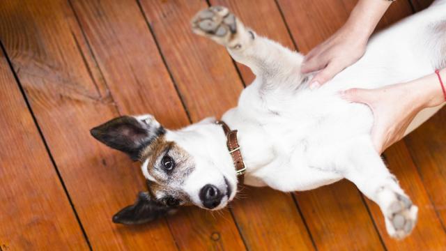 Антиблошиные средства для питомцев оказались опасны для экологии