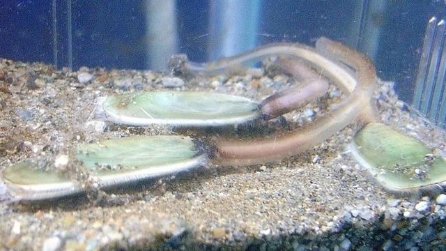 В Горном Алтае нашли «предков» двустворчатых моллюсков: им 466 млн лет