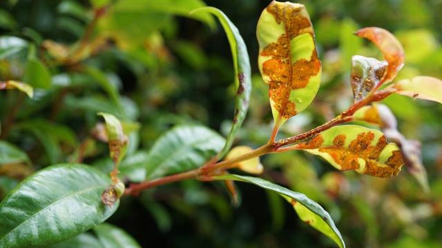 «Добрые» грибки спасут растения от «злых» вредителей