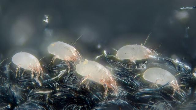 Как избавиться от пылевых клещей в доме (простой способ)