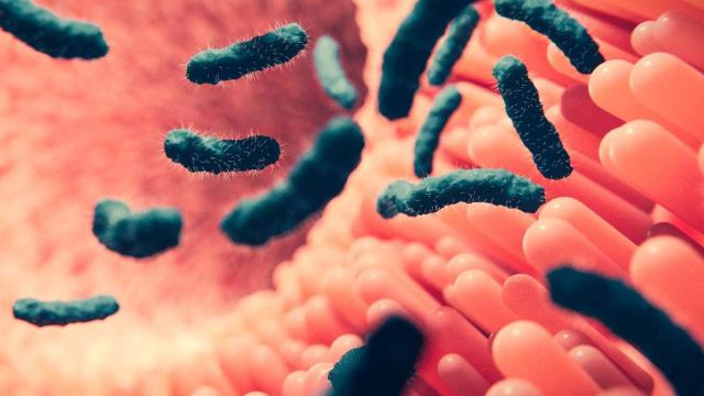 Кишечные бактерии «нюхают» окружающую среду: зачем это им нужно