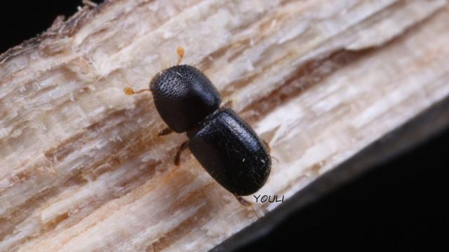 Лабораторная колония «всеядных бурильщиков» поможет бороться вредителями лесов