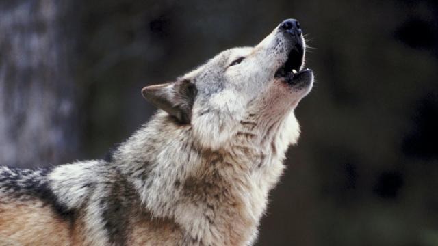 Легендарный эффект волков в Йеллоустоне поставили под сомнение