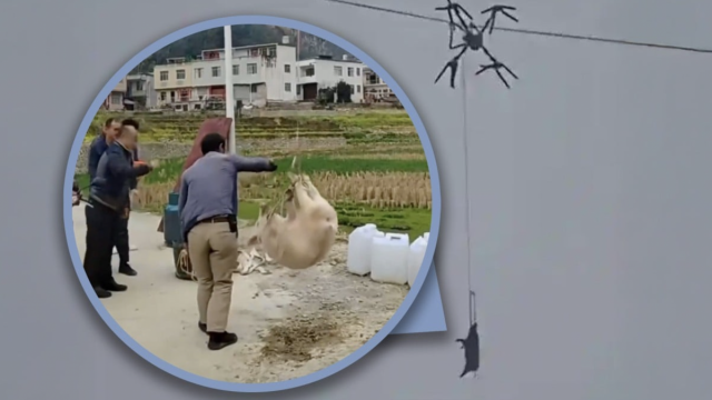 Летающая свинья лишила электричества китайскую деревню