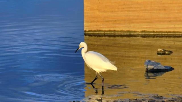 Необычная фотография с цаплей сломала мозг американцев