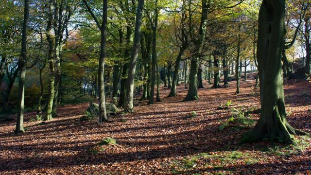 Российские ученые изучили ископаемые остатки бука возрастом 15 миллионов лет