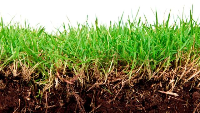 Российские ученые связали состояния почвы со здоровьем населения