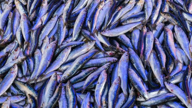 Черноморский анчоус нарушает законы природы: подробности