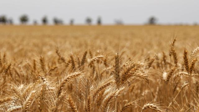 В России открыли новые бактерии: как они изменят сельское хозяйство