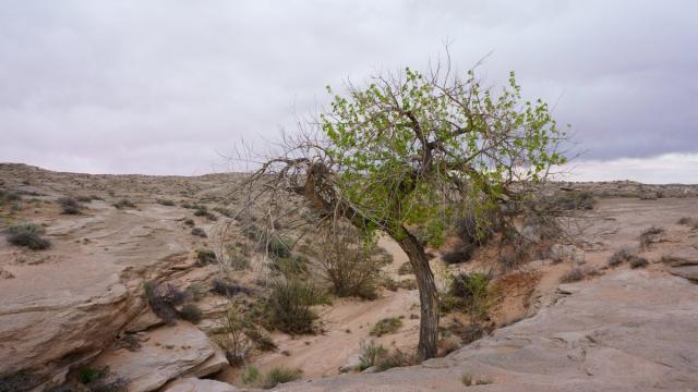 В России составили карту геномов самых популярных городских деревьев