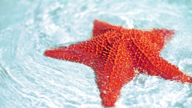 Морские звезды побеждают агрессивный рак груди