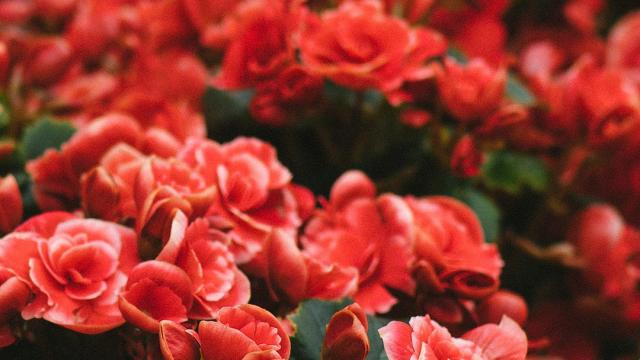 Пользователи нацмессенджера смогут поздравить женщин с 8 Марта на экране в центре Москвы