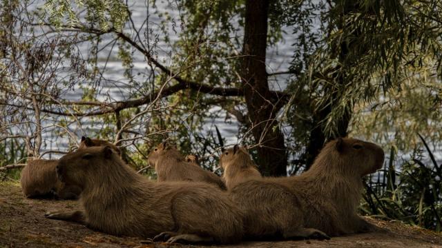 Представлены фотографии-финалисты Sony World Photography Awards 2026