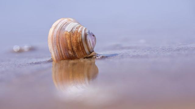 Улитки научились размножаться по-новому: вывод российских ученых