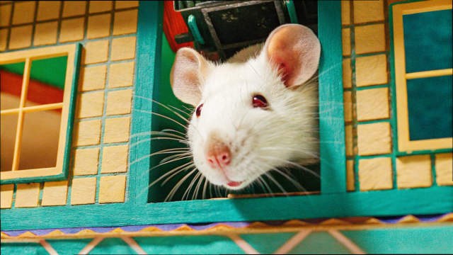 Ученые выяснили, почему грызуны постоянно что-то грызут