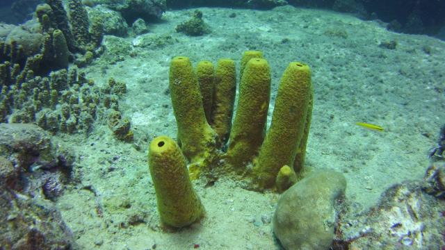 Вьетнамские морские губки защитят сердца людей