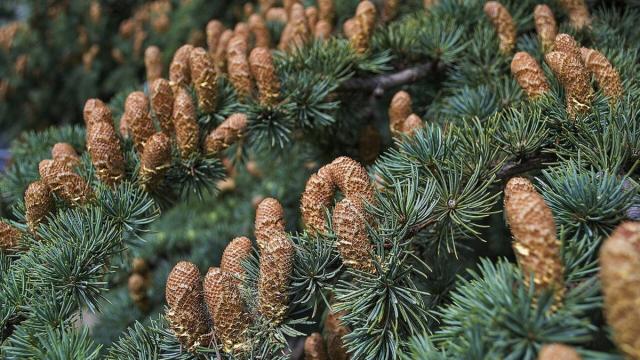 Какие леса полезнее для климата Земли: вывод российских ученых