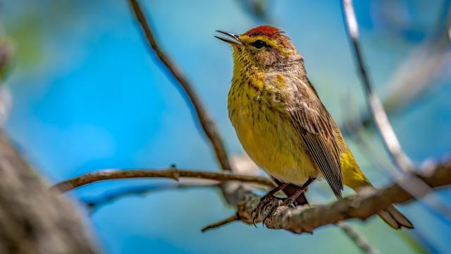 «Лесной интернет»: как птицы и животные обмениваются информацией