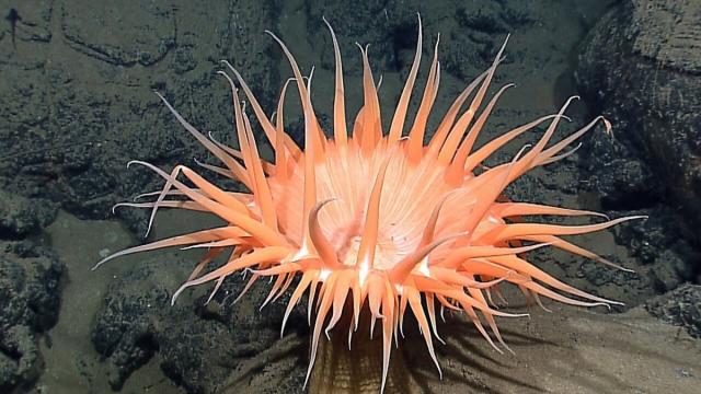 Найдены чудом сохранившиеся окаменелости протомедуз: им 450 миллионов лет