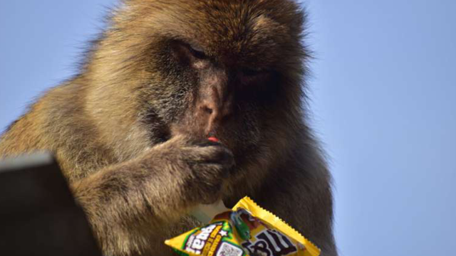 Обезьяны нашли необычный способ нейтрализовать вред от фастфуда