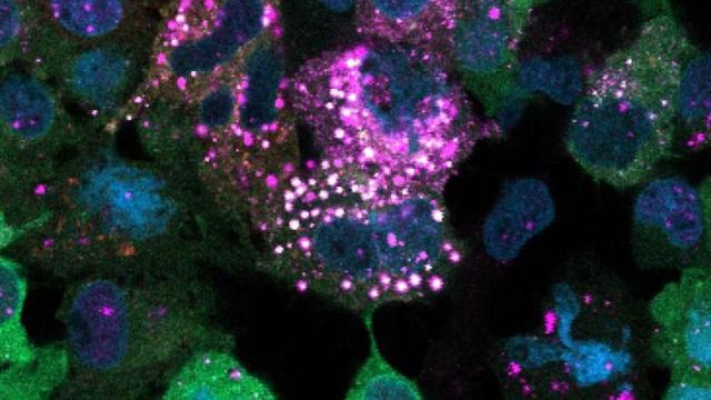 Открыты новые факты о регуляции сахара в организме