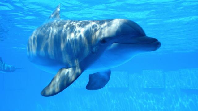 Почему дельфины плавают так быстро? Ученые раскрыли секрет