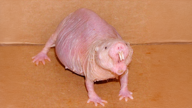 Почему сардельки — лекарство от старости и что такое звездатые кроты. Топ-5 уродливых животных мира