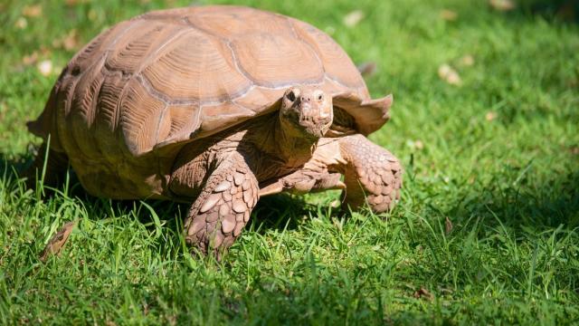 Слухи о смерти старейшей черепахи в мире оказались сильно преувеличены
