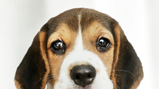 Собаки понимают речь людей: исследование ученых из США