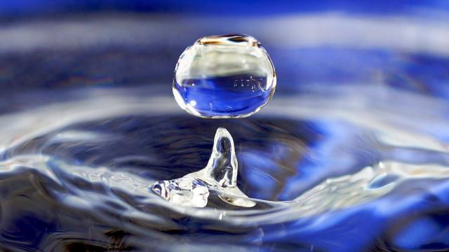 Химикаты не нужны: обычное растение удалило микропластик из воды