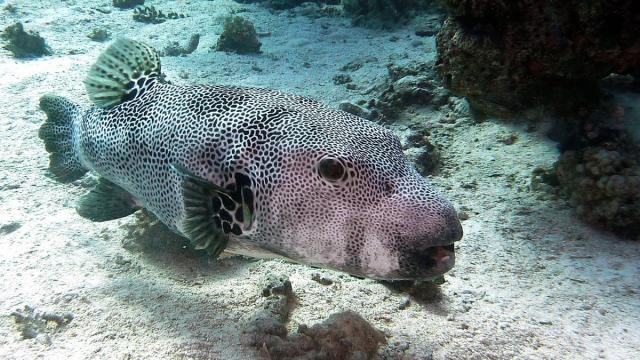 Яд рыбы фугу имеет микробное происхождение: подробности