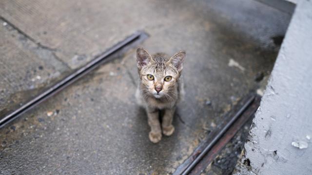 У бездомных кошек нашли «невидимую» опасность для людей