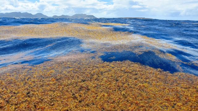Ученые зафиксировали рекордное распространение водорослей в тропиках