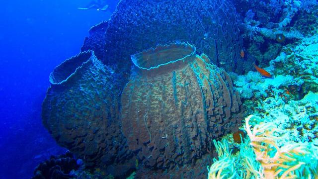 Обнаружена связь захода Солнца и жизненного цикла морских губок